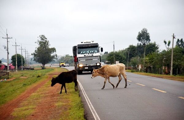 Patrulla Caminera y municipios intensifican control de animales sueltos en rutas - ADN Digital