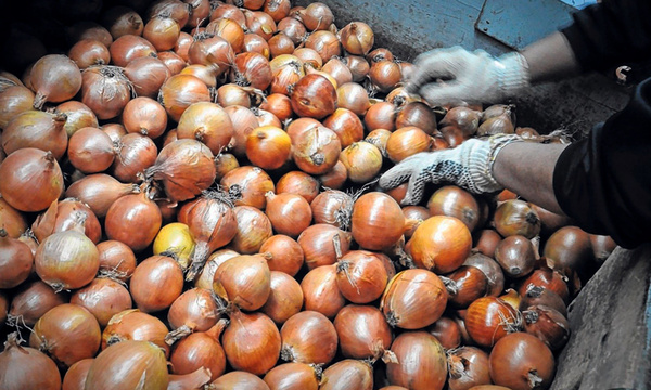 SENAVE elogia la calidad de la cebolla chaqueña y pide medidas para proteger a los productores locales