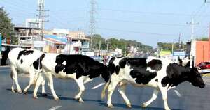 Diario HOY | Coordinan acciones para prevenir accidentes viales por animales sueltos en rutas