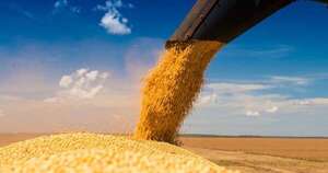 La Nación / Exportaciones de soja cayeron al cierre de julio, pero envíos de maíz y trigo siguen creciendo