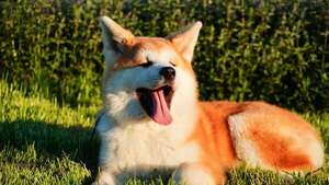 Akita Inu: historia de nobleza, lealtad extrema y desafíos de convivencia en casa - Mascotas - ABC Color