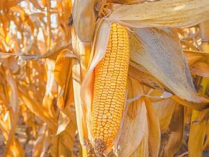 Cosecha de maíz zafriña con rendimientos dispares por factores climáticos