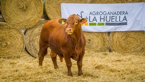 Ferusa remata Brangus productivos de Agroganadera La Huella, hoy lunes