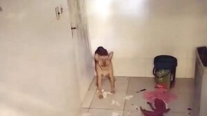 Fue imputada: encerró a su perro y 4 gatos sin agua ni comida