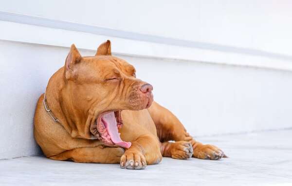 Señales de calma en perros: el lenguaje sutil con el que evitan conflictos - Mascotas - ABC Color