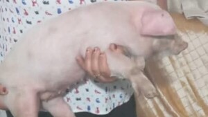 Policía rescató a un lechoncito que estaba siendo "secuestrado"