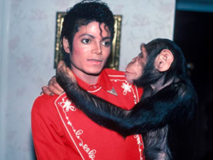 Bubbles, chimpancé icónico, vive lejos Jackson