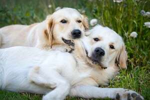 Juegos que potencian la inteligencia de un golden retriever, según la ciencia - Mascotas - ABC Color