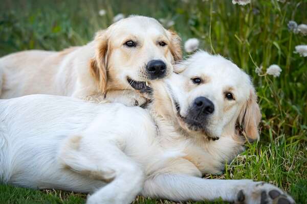Juegos que potencian la inteligencia de un golden retriever, según la ciencia - Mascotas - ABC Color