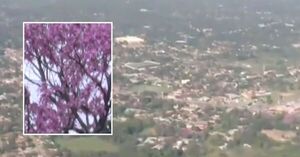 Asunción florece en rosa: los lapachos llenan de color, recuerdos y poesía la capital - SNT