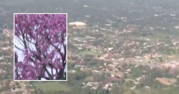 Asunción florece en rosa: los lapachos llenan de color, recuerdos y poesía la capital - SNT