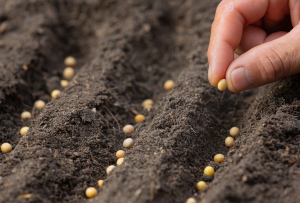 Productores agrícolas mantienen el optimismo para la campaña sojera 2025/2026