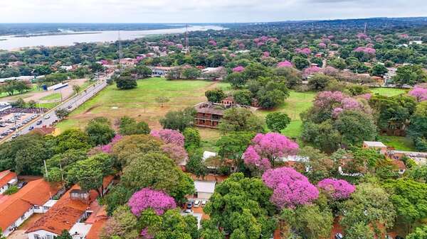 Lapachos estallan en flor en Central - Nacionales - ABC Color