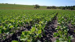 Campaña agrícola 25/26: buenas perspectivas agronómicas, aunque con atención al vaivén del mercado