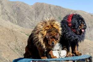 Dogo del Tíbet o mastín tibetano: historia, temperamento y cuidados del guardián de los Himalayas - Mascotas - ABC Color