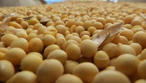 Exportaciones de semilla de soja caen 30% al cierre de julio
