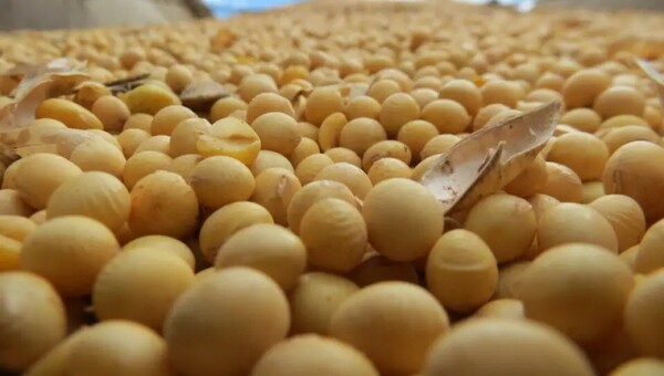 Exportaciones de semilla de soja caen 30% al cierre de julio