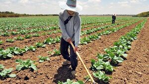 Productores mantienen el optimismo para la próxima campaña agrícola