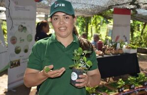 IPTA desarrolló y entregó a productores casi 12 millones de plantines de variedades nacionales de frutilla - .::Agencia IP::.