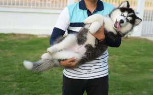 Adolescencia canina: cómo acompañar los cambios de tu perro joven - Mascotas - ABC Color