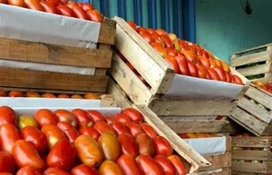 Tomate a G. 250.000 por caja y piden liberar importaciones - Portal Digital Cáritas Universidad Católica