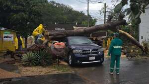 Varios árboles caídos en Asunción tras lluvias: un auto fue destrozado - Nacionales - ABC Color