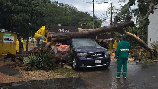 Varios árboles caídos en Asunción tras lluvias: un auto fue destrozado - Nacionales - ABC Color