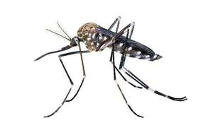 Día Mundial del Mosquito: biología, sentidos y cómo varían Aedes, Anopheles y Culex - Ciencia - ABC Color