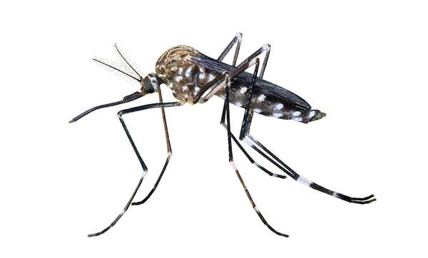 Día Mundial del Mosquito: biología, sentidos y cómo varían Aedes, Anopheles y Culex - Ciencia - ABC Color