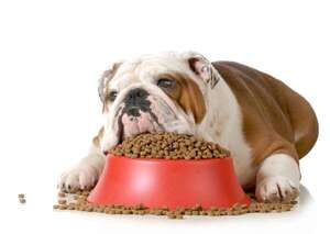 Cómo evitar la obesidad en un bulldog sin renunciar al disfrute de la comida - Mascotas - ABC Color