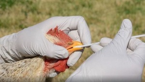Paraguay se declaró en alerta sanitaria por brote de gripe aviar en Argentina