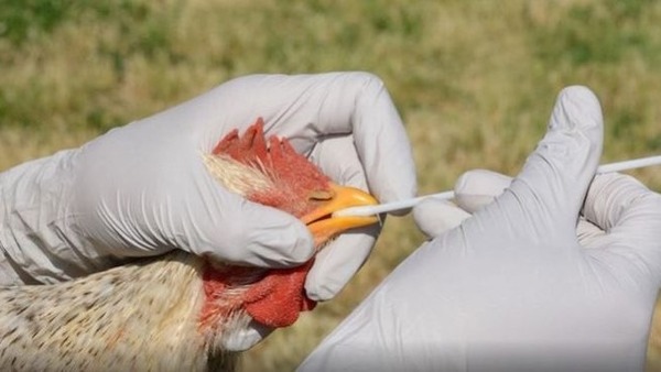 Paraguay se declaró en alerta sanitaria por brote de gripe aviar en Argentina