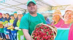 Productores de Central ofrecen frutilla a G. 25.000 el kilo