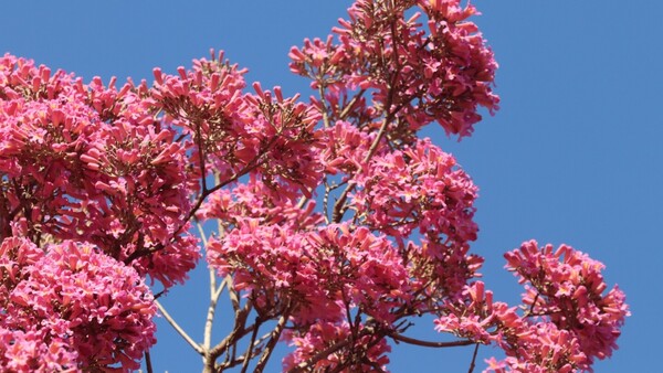 Los hermosos tajy: ¿hasta cuándo estarán floridos?