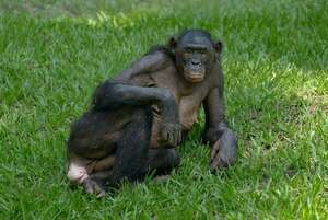 Los bonobos muestran memoria social: recuerdan a su grupo sin necesidad de verlos - Ciencia - ABC Color