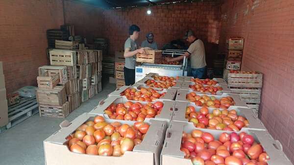 Alto costo del tomate es porque el MAG no previó un formato de trabajo, dicen productores - Economía - ABC Color