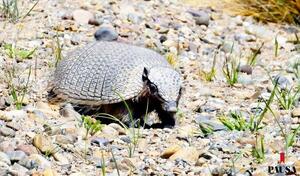 Armadillos | Pausa