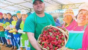 Productores de frutilla de Ypacaraí y Areguá celebran cosecha 2025 con precios accesibles