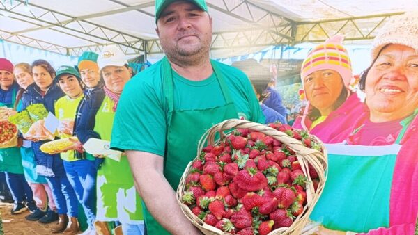 Productores de frutilla de Ypacaraí y Areguá celebran cosecha 2025 con precios accesibles
