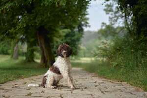 Conocé al Lagotto Romagnolo, el perro italiano buscador de trufas - Mascotas - ABC Color