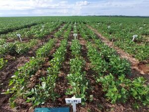 Productores paraguayos mantienen optimismo para pr贸xima campa帽a sojera