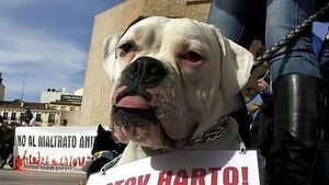 Publican Ley de Bienestar Animal, con penas de 2 y 6 años por maltrato y crueldad