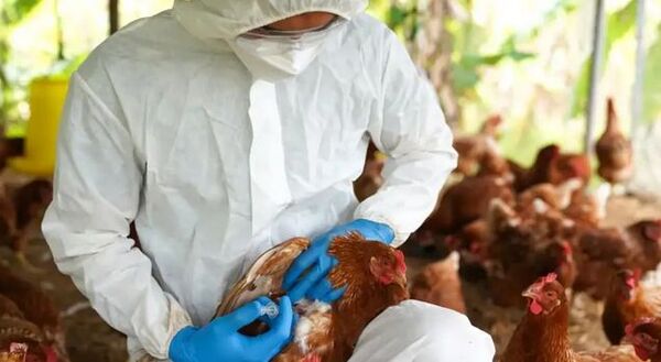 Popular / ¡Cháke! Senacsa en alerta por influenza aviar en el vecino