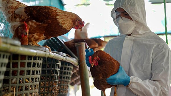Refuerzan control ante alerta de gripe aviar en la Argentina