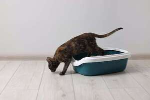 Qué hacer si tu gato dejó de usar el arenero: pasos clave para resolver el problema - Mascotas - ABC Color
