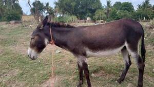 Capiibary: Usan burros para espantar a malos espíritus