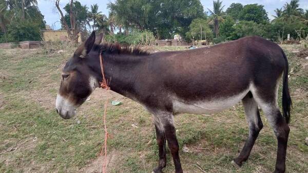 Capiibary: Usan burros para espantar a malos espíritus