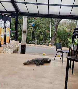 Popular / Yacaré asustó al "rollo" en local bailable en CDE