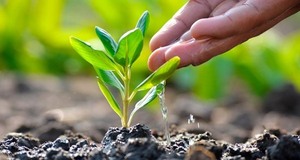 Plantean aumentar la cobertura arbórea en las ciudades