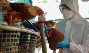 Refuerzan control ante alerta de gripe aviar en la Argentina – Prensa 5